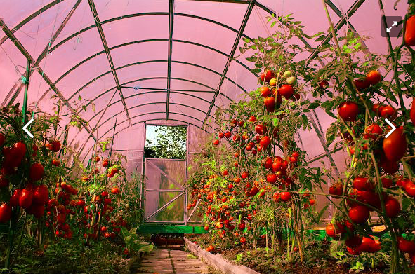 Поликарбонат для Теплиц - GREENHOUSE-nano Поликарбонат для Теплиц - GREENHOUSE-nano «Компания Себелефф»