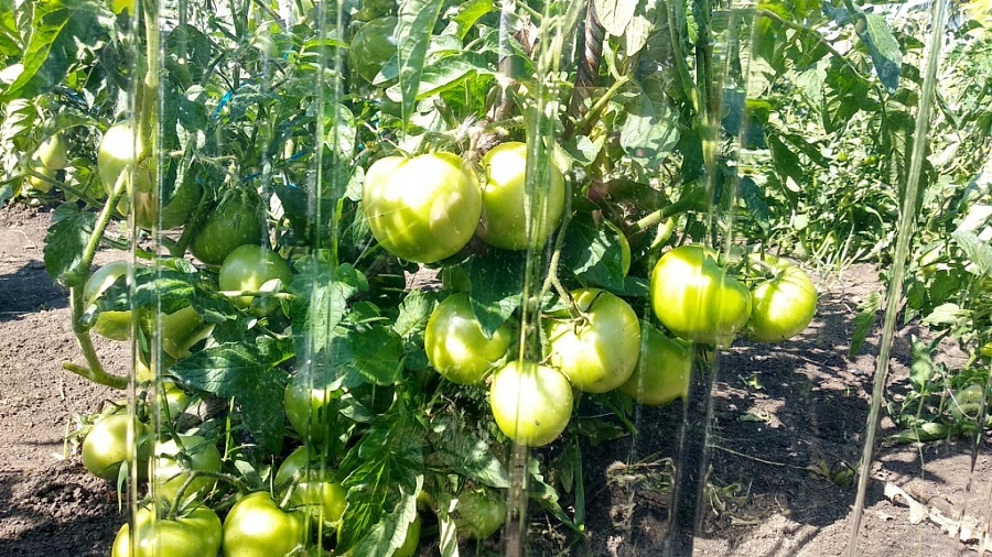 картинка Поликарбонат для теплиц профилированный монолитный 0,8 мм 6 метров C-8 прозрачный